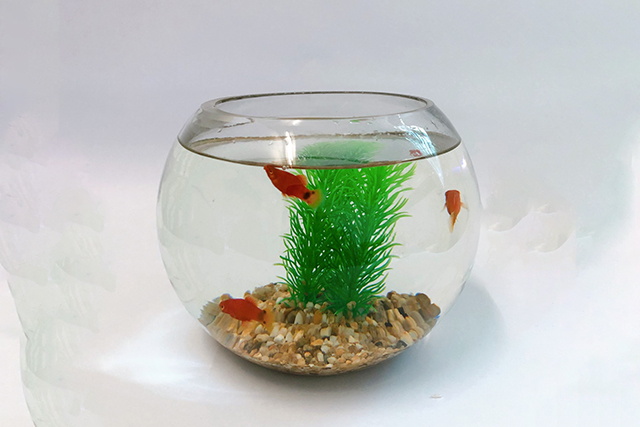 Bể cá mini phù hợp với những người yêu thiên nhiên và các sinh vật thủy sinh