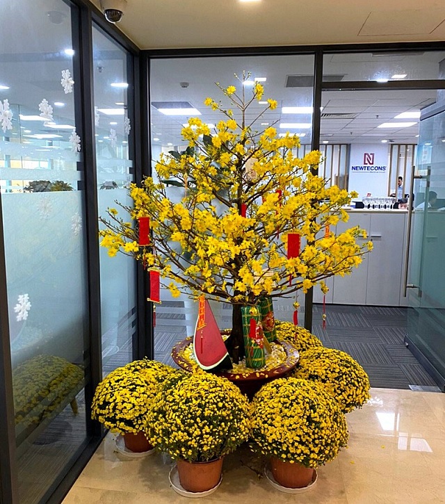 Trang trí văn phòng bằng những chậu hoa mai vàng xinh xắn