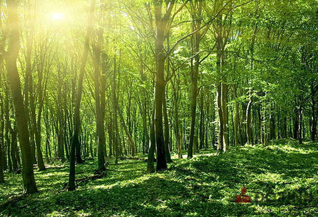 Hình ảnh cây keo được trồng thành rừng bao phủ