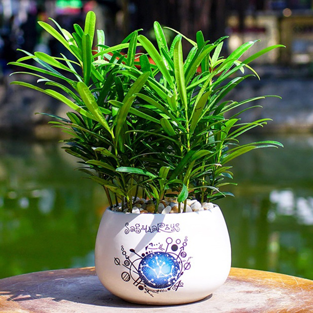 Các loại cây cảnh mini để bàn đẹp, dễ trồng và lọc không khí tốt - Xanh  Bonsai