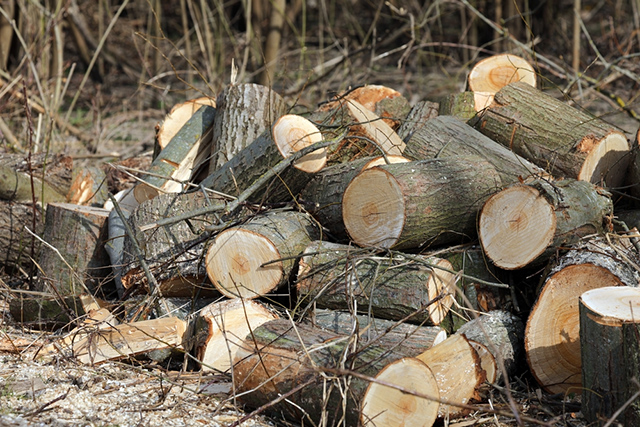 Bên trong thân gỗ tươi có chứa nước nên cần sấy khô để đảm bảo được độ bền của gỗ trước khi đưa vào sản xuất