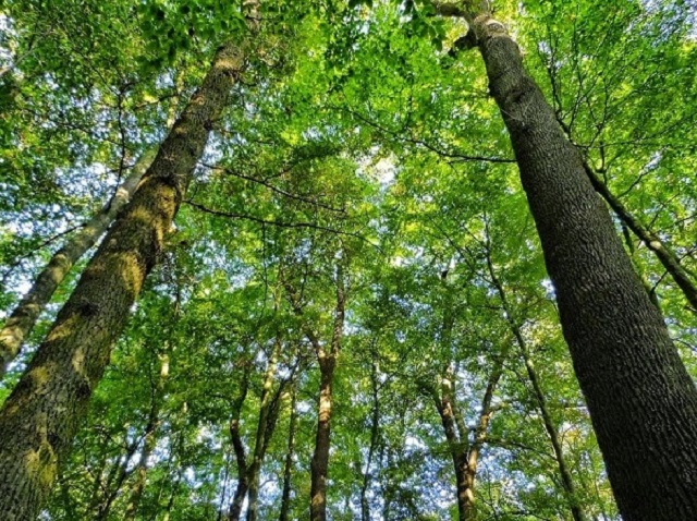 Cây gỗ xoan đào có chiều cao trung bình từ 20-25m