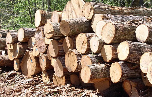 Các loại gỗ thông phổ biến hiện nay