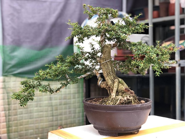 Cây bonsai tài lộc dành tặng cho sếp trong ngày tết