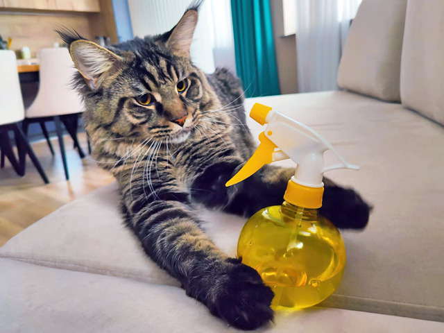 Dùng bình xịt nước để điều chỉnh hành vi